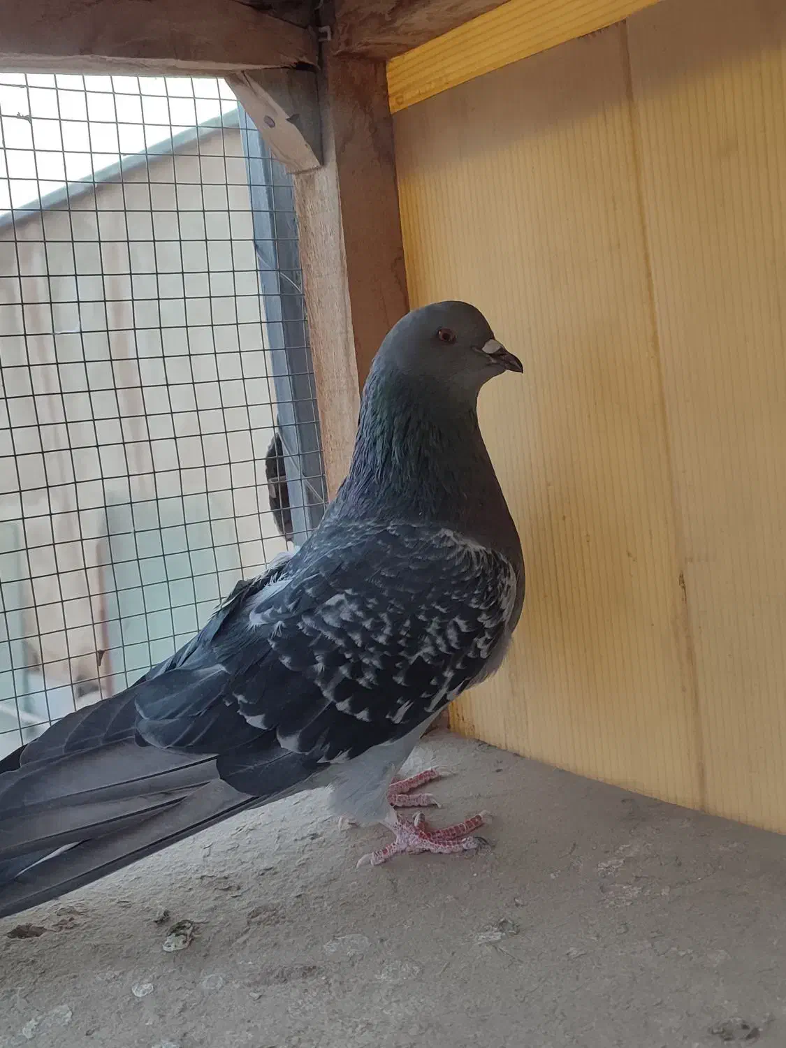 کفتر تهرونی|پرنده|خمینی‌شهر, |دیوار