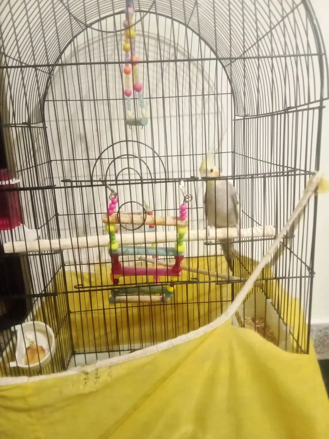 عروس هلندی نر|پرنده|همدان, |دیوار