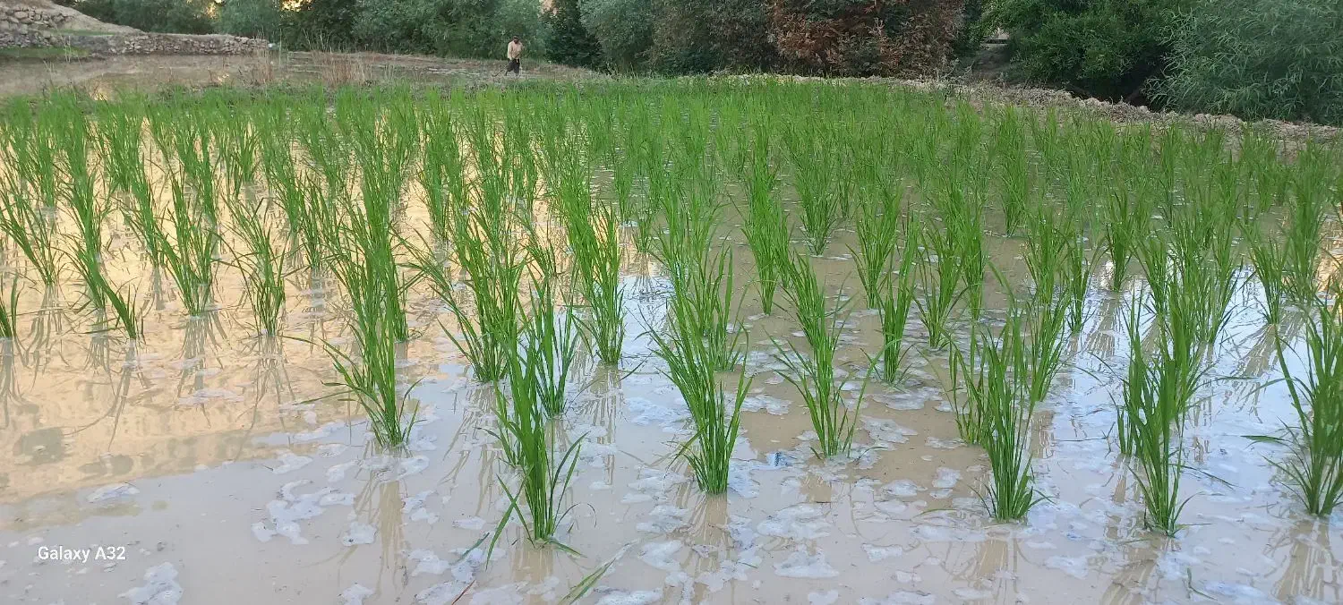 فروش برنج چمپا درجه یک|خوردنی و آشامیدنی|میانکوه, |دیوار