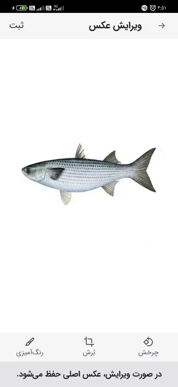 تازه تازه بار روز به روز|ماهی|آبادان, |دیوار