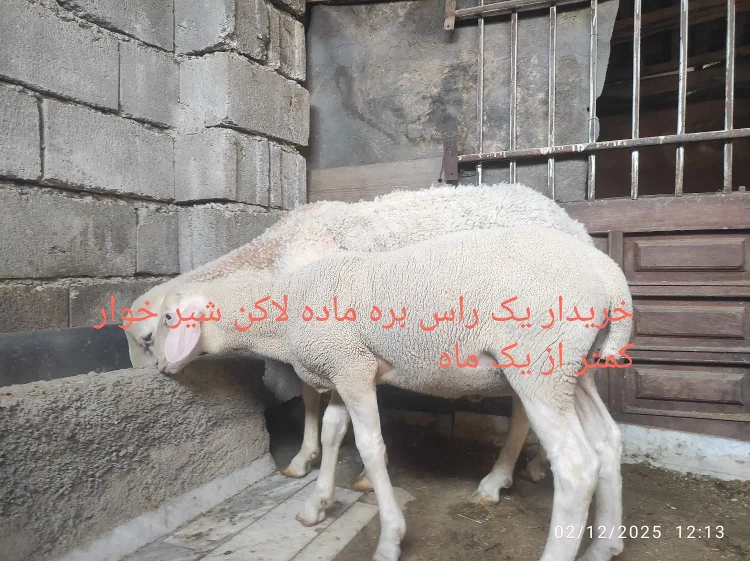 بره یک ماهه ماده لاکن|حیوانات مزرعه|چمستان, |دیوار