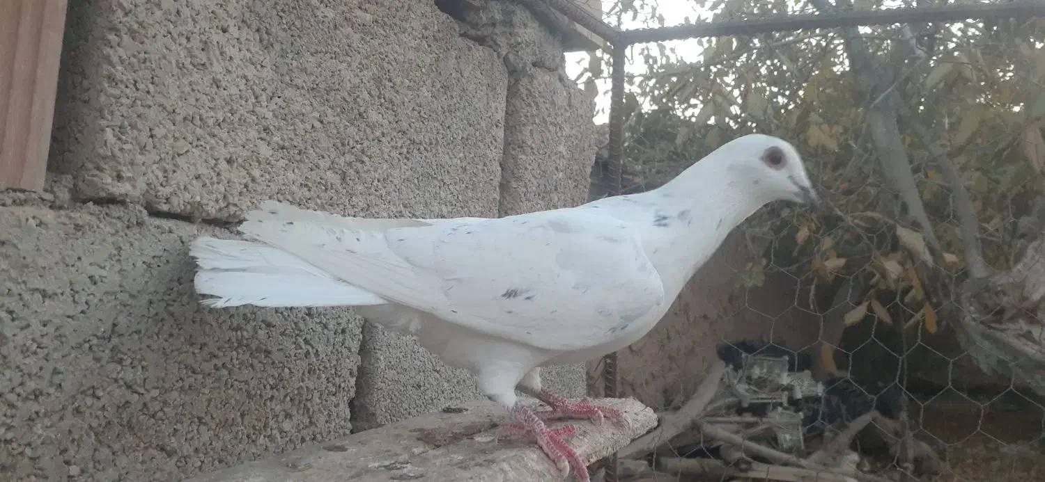 سه تا کبوتر|پرنده|آشخانه, |دیوار