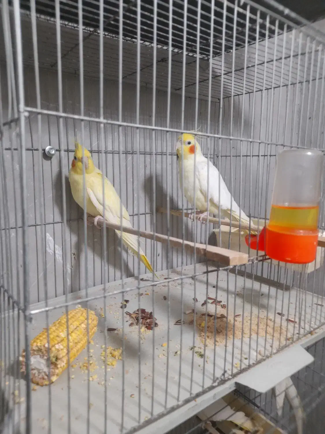 عروس هلندی مولدبا قفس و تمام وسایل سالم سالم|پرنده|قائم‌شهر, |دیوار