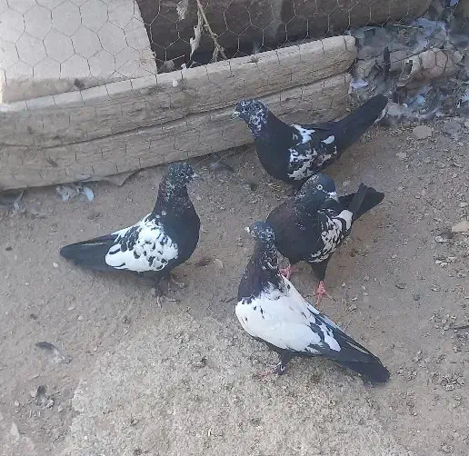 جوجه کبوتر سینه ای و دم سیاه|پرنده|میانه, |دیوار
