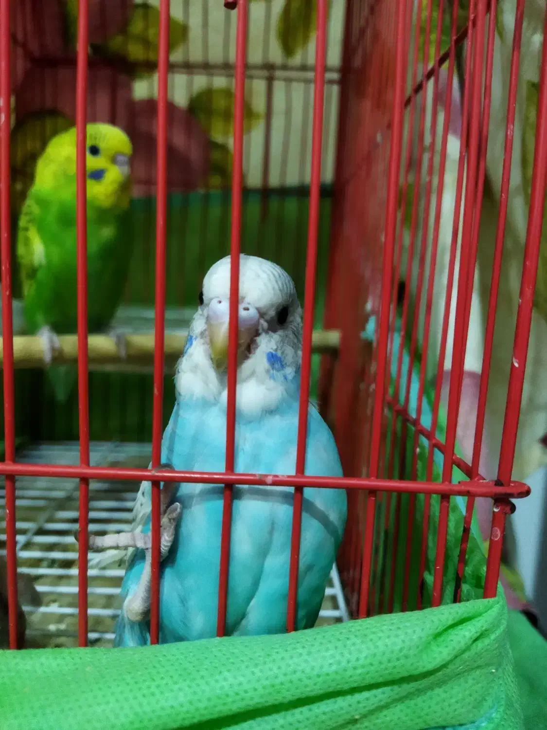 مرغ عشق واگذاری|پرنده|رشت, حمیدیان|دیوار