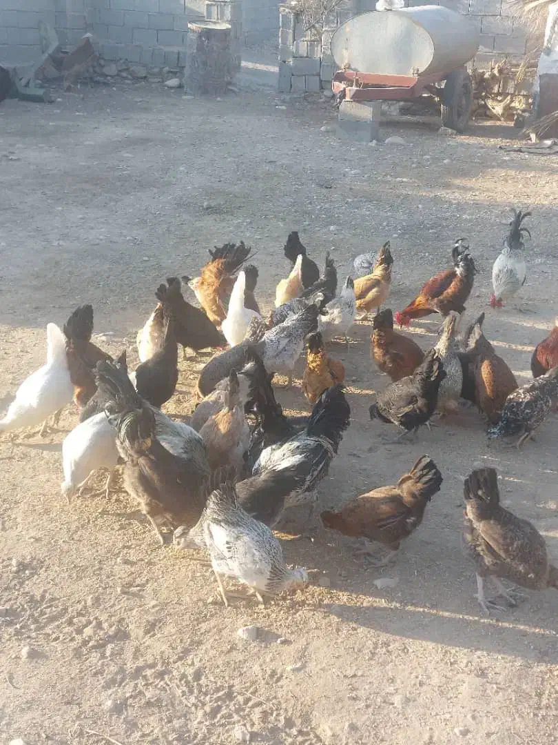 مرغ و خروس محلی|حیوانات مزرعه|فراشبند, |دیوار