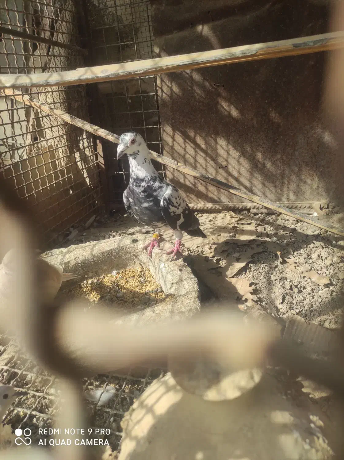 کبوتر گورهی نر جوان|پرنده|برازجان, |دیوار