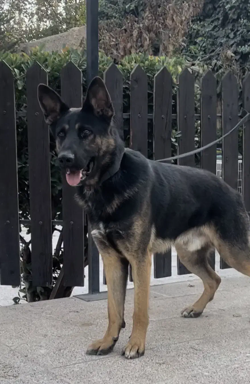 سگ ژرمن نر نگهبان آموزش دیده|سگ|تهران, آجودانیه|دیوار