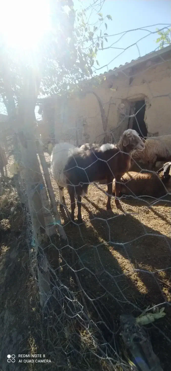 قوچ هترو یک ساله|حیوانات مزرعه|گلی داغ, |دیوار