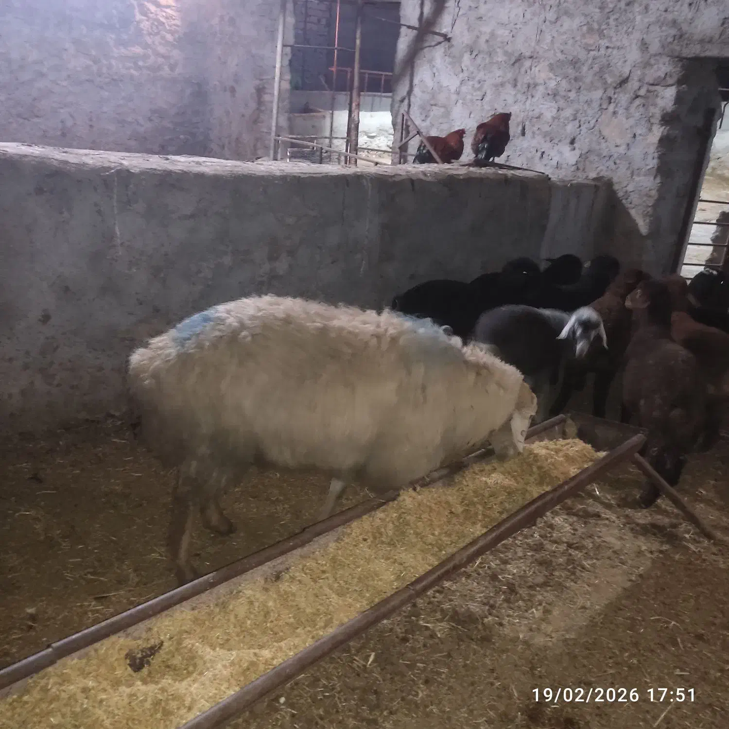 قوچ مغانی|حیوانات مزرعه|شیروان (خراسان), |دیوار