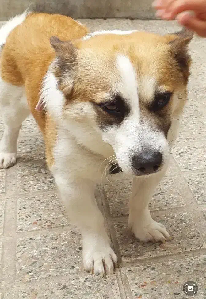 سگ گمشده با مژدگانی خوب|حیوانات|قائم‌شهر, |دیوار