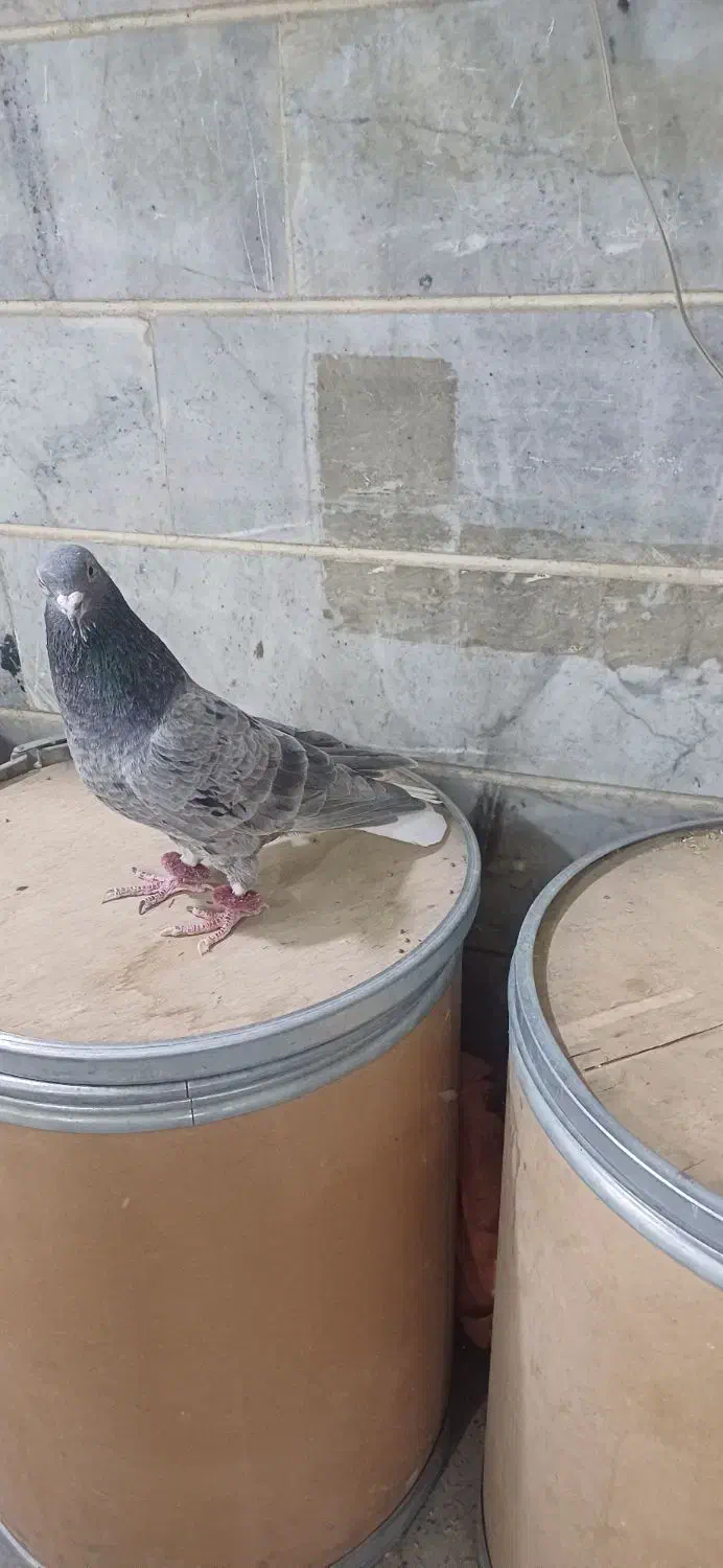 کبوتر سرور خال سیاه دمسفید کبوتر شهرستان|پرنده|کرج, برغان|دیوار