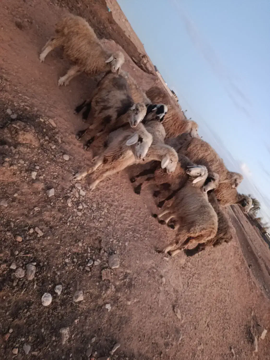 شیشک میش|حیوانات مزرعه|ارژن, |دیوار