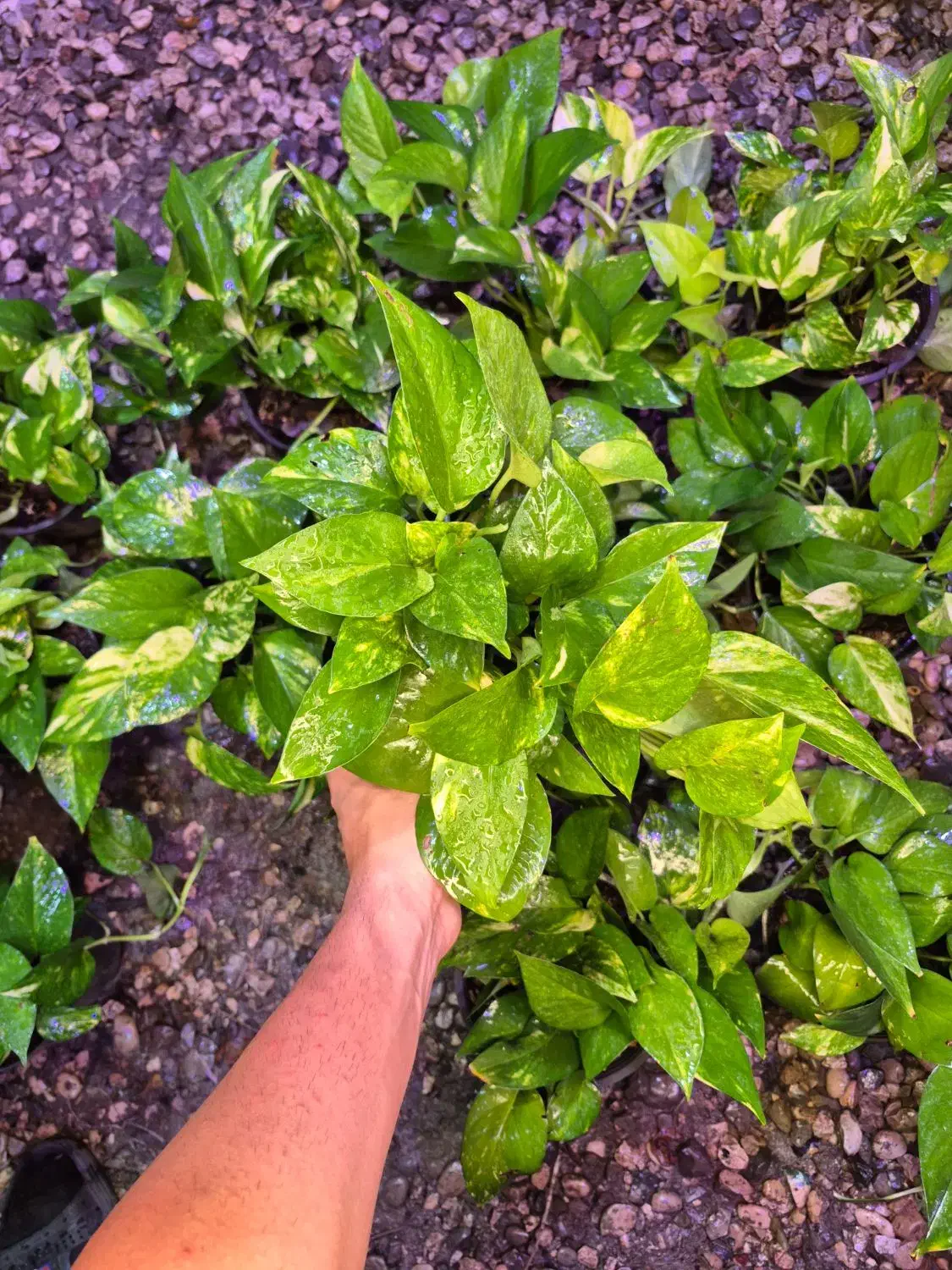 حراج پتوس ۱۲۰ تومن|گل و گیاه طبیعی|اهواز, پادادشهر|دیوار