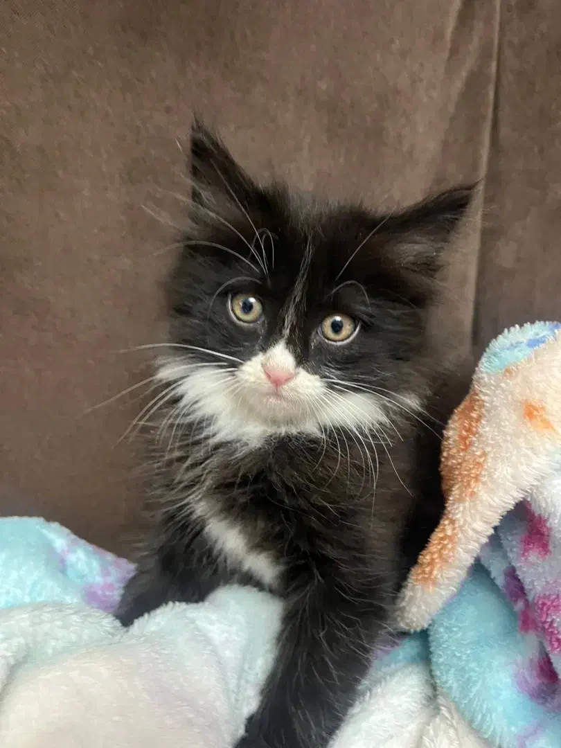 واگذاری گربه|گربه|قزوین, |دیوار