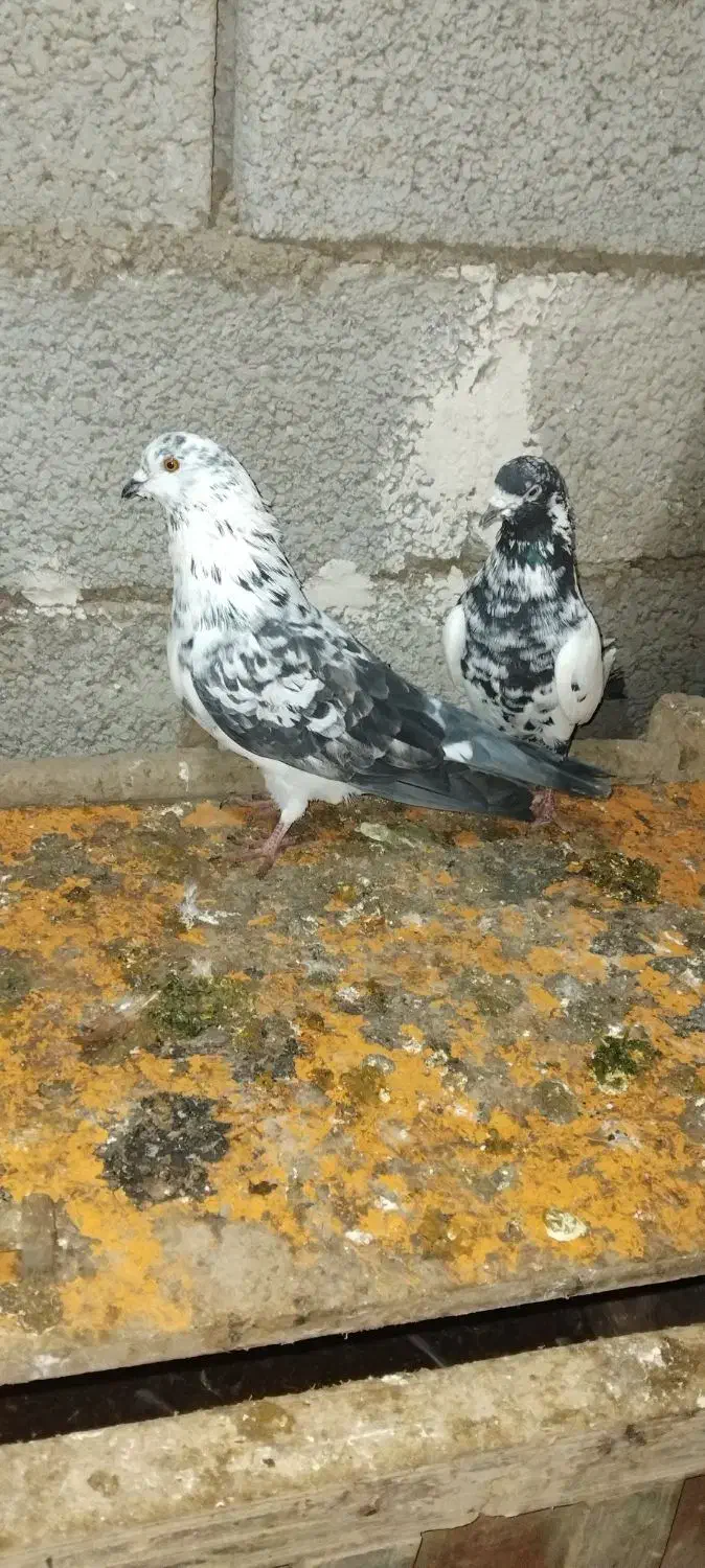 کبوتر|پرنده|صوفیان, |دیوار