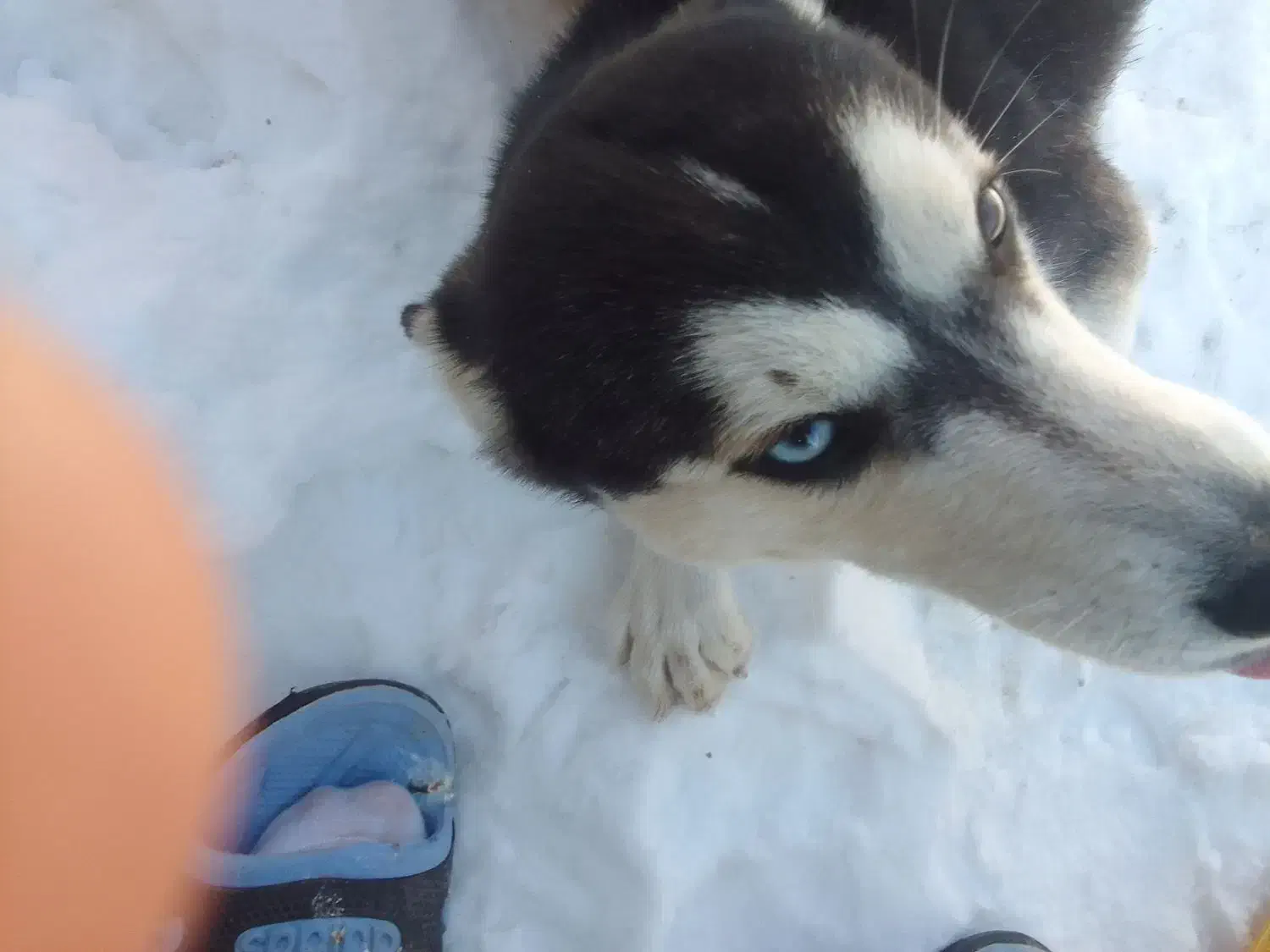 سگ هاسگی|سگ|شادیان, |دیوار