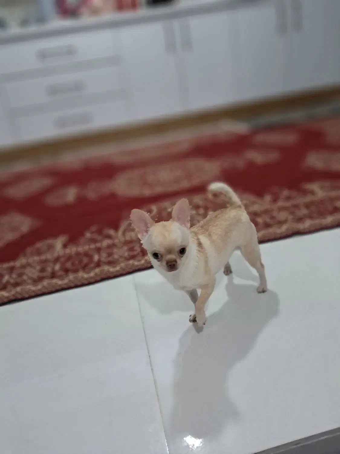 واگذاری شیواوا|سگ|ساری, |دیوار