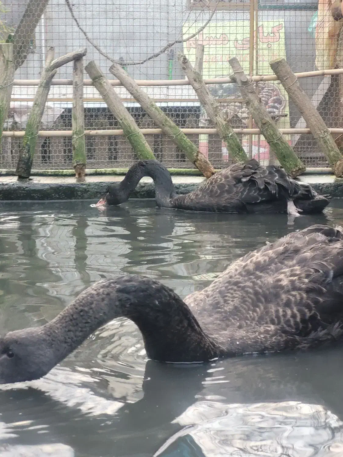 قو مشکی محمودآباد|حیوانات مزرعه|محمودآباد, |دیوار