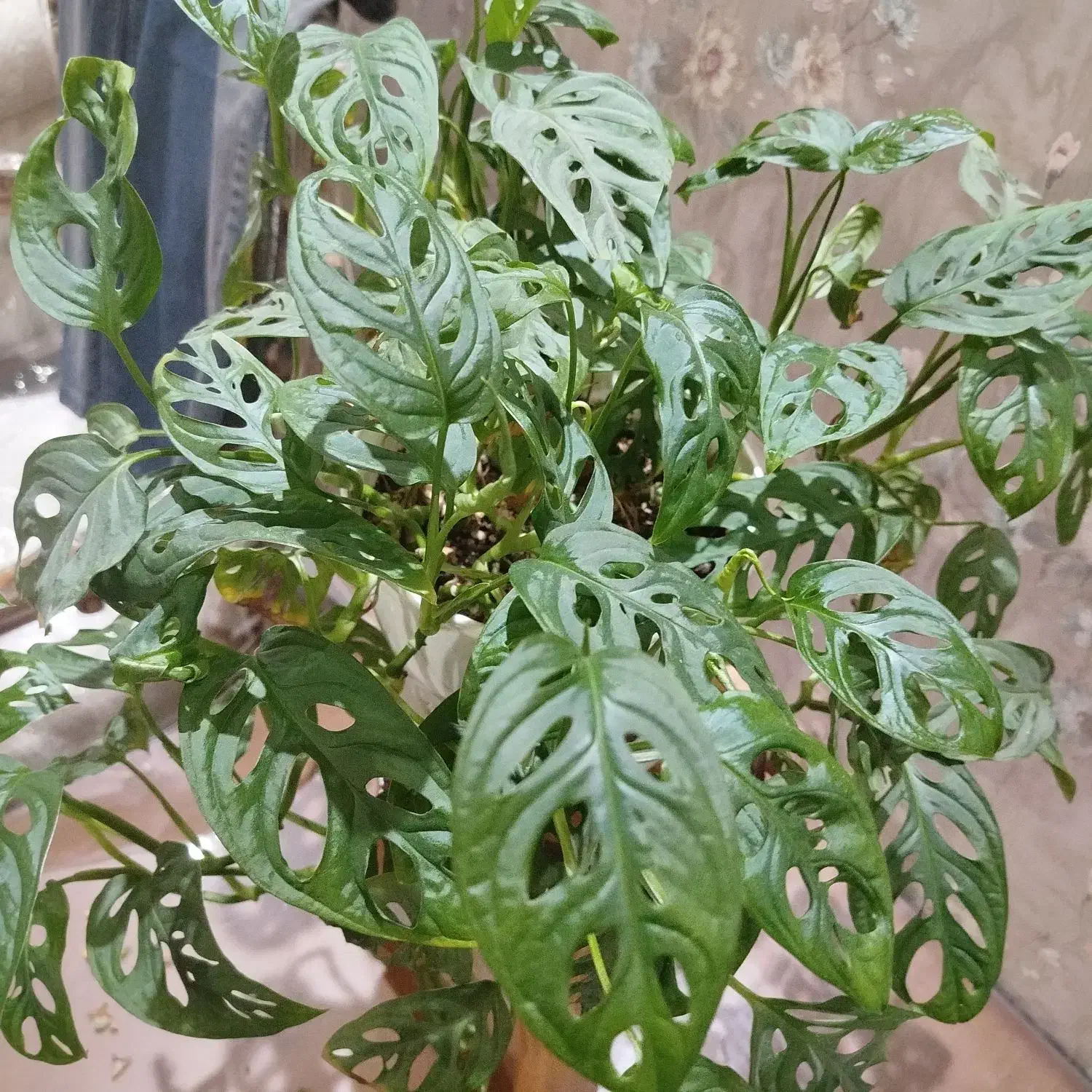 گل آپارتمانی|گل و گیاه طبیعی|کرج, کوی کارمندان جنوبی|دیوار