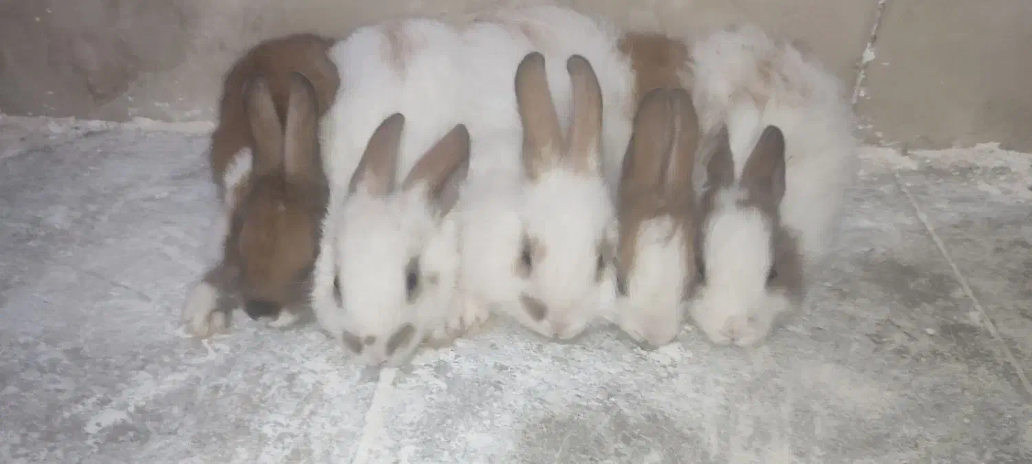 خرگوش|موش و خرگوش|فسا, |دیوار