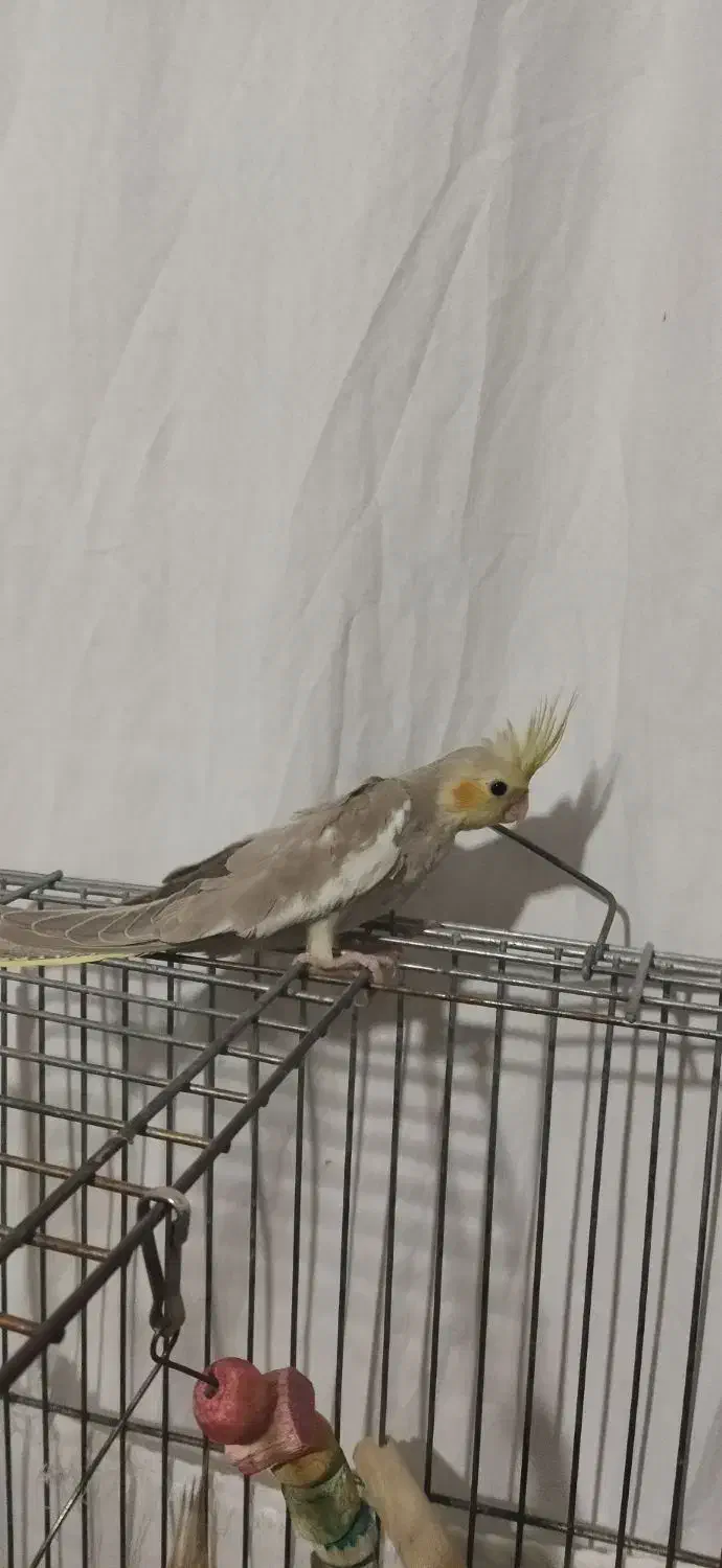 عروس هلندی آهویی|پرنده|محمدیه-قزوین, |دیوار