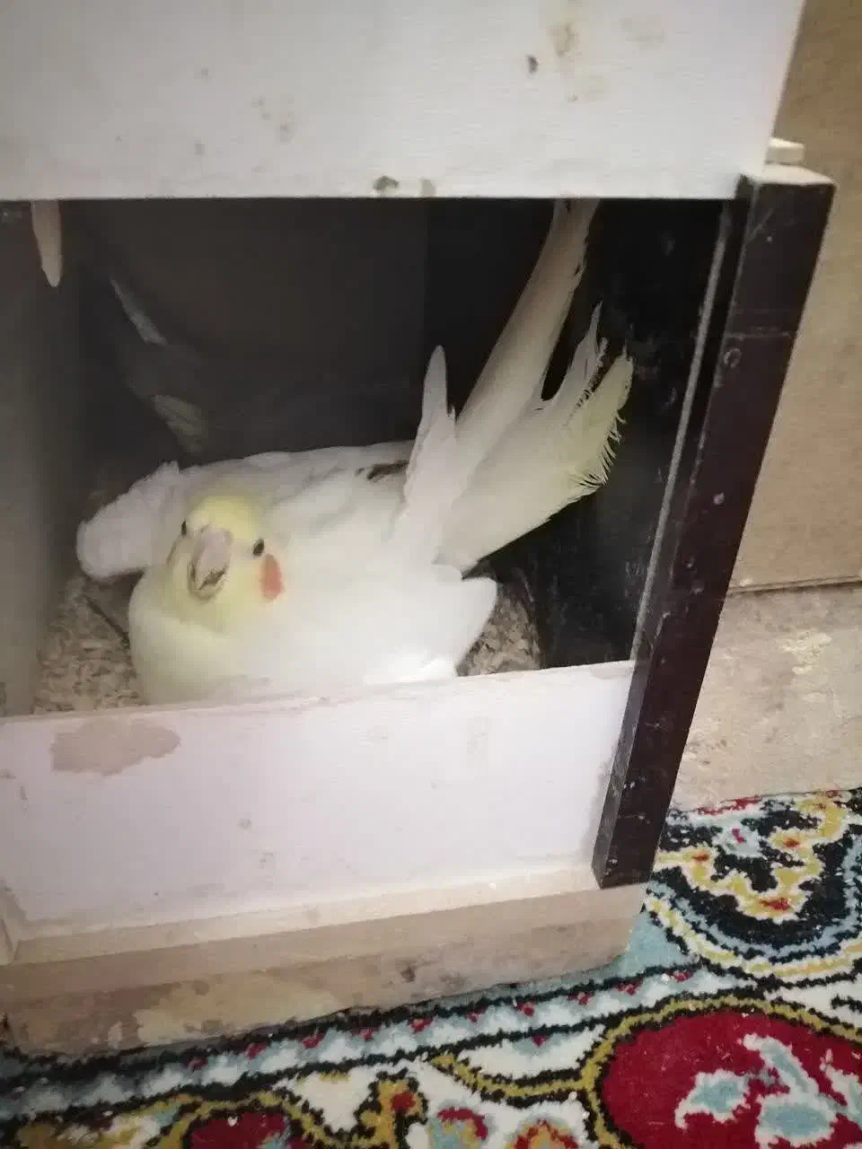 عروس روی تخم|پرنده|طبس, |دیوار