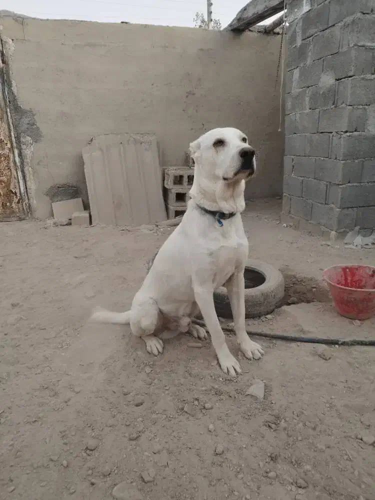 سگ سرابی اصیل یساله|سگ|اشکنان, |دیوار