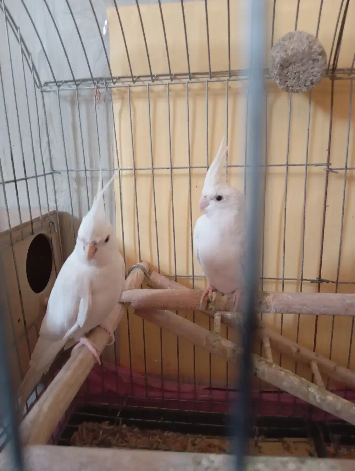 پرنده زینتی|پرنده|سبزوار, توحیدشهر|دیوار