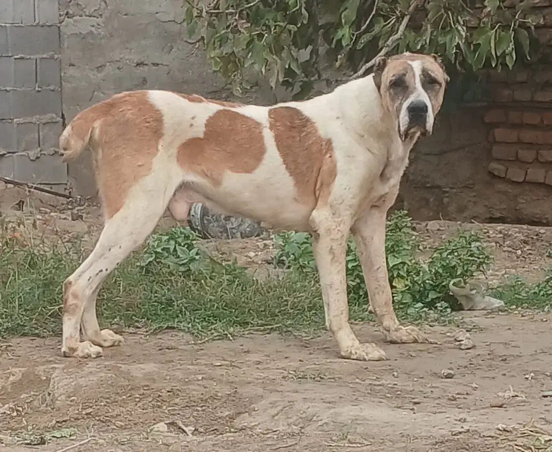 سگ آلابای جوان دهن پاک|سگ|تهران, تهرانپارس شرقی|دیوار