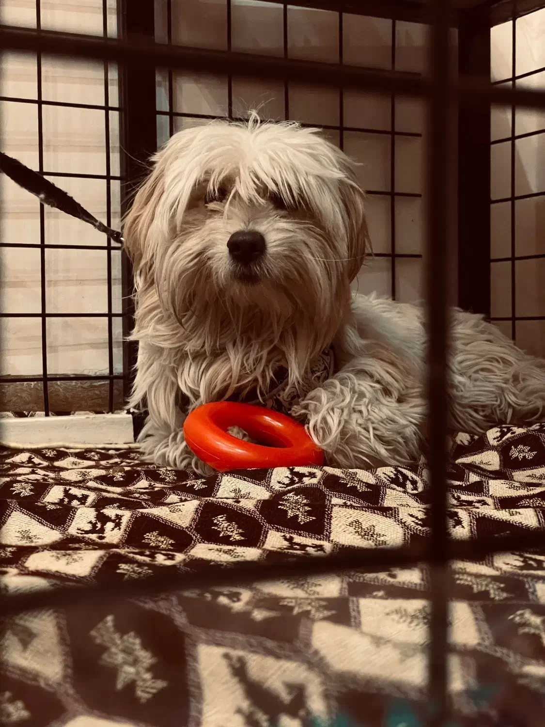 شیتزو|سگ|کرمان, |دیوار