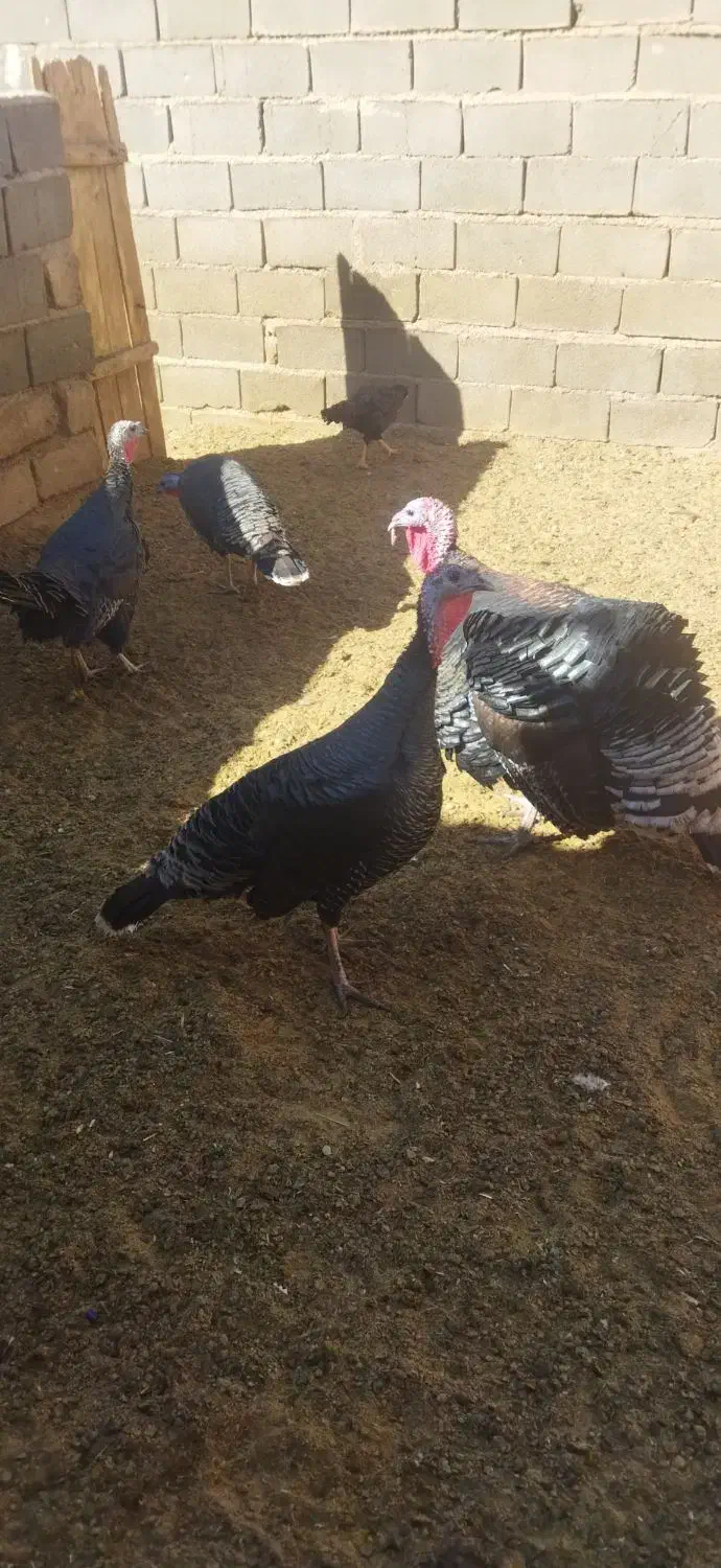 بوقلمون|پرنده|اسفراین, |دیوار