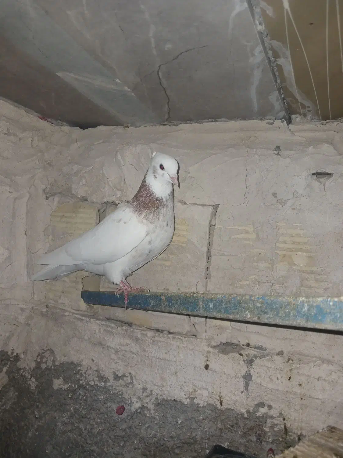 فروش کبوتر|پرنده|مریوان, |دیوار