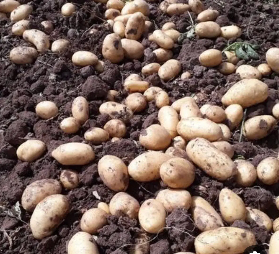 سیب‌زمینی بذری آگریا ، قوچان|حراج|آبکوه, |دیوار