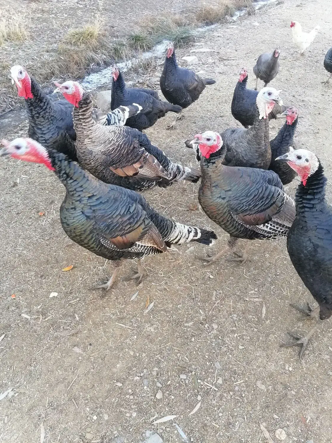 فروش بو قلمون (قه ل)|حیوانات مزرعه|اشنویه, |دیوار