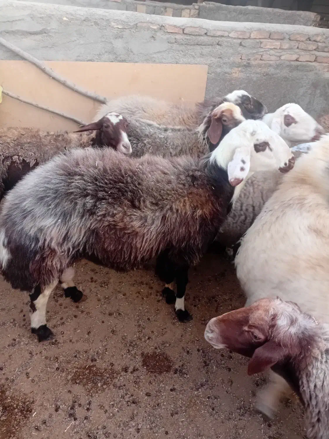 بره نر7ماهه|حیوانات مزرعه|کوهدشت, |دیوار