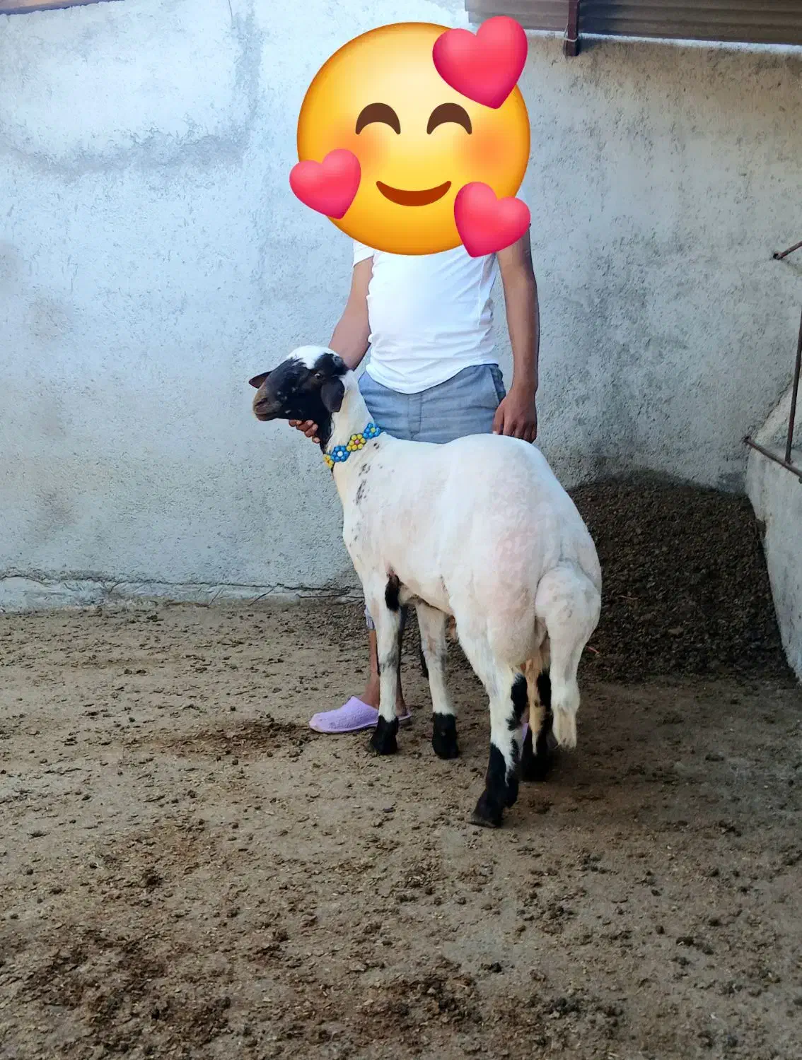 سلام 1عدد گوسفند توقلی قوچ درجه یک|حیوانات مزرعه|سیمین شهر, |دیوار