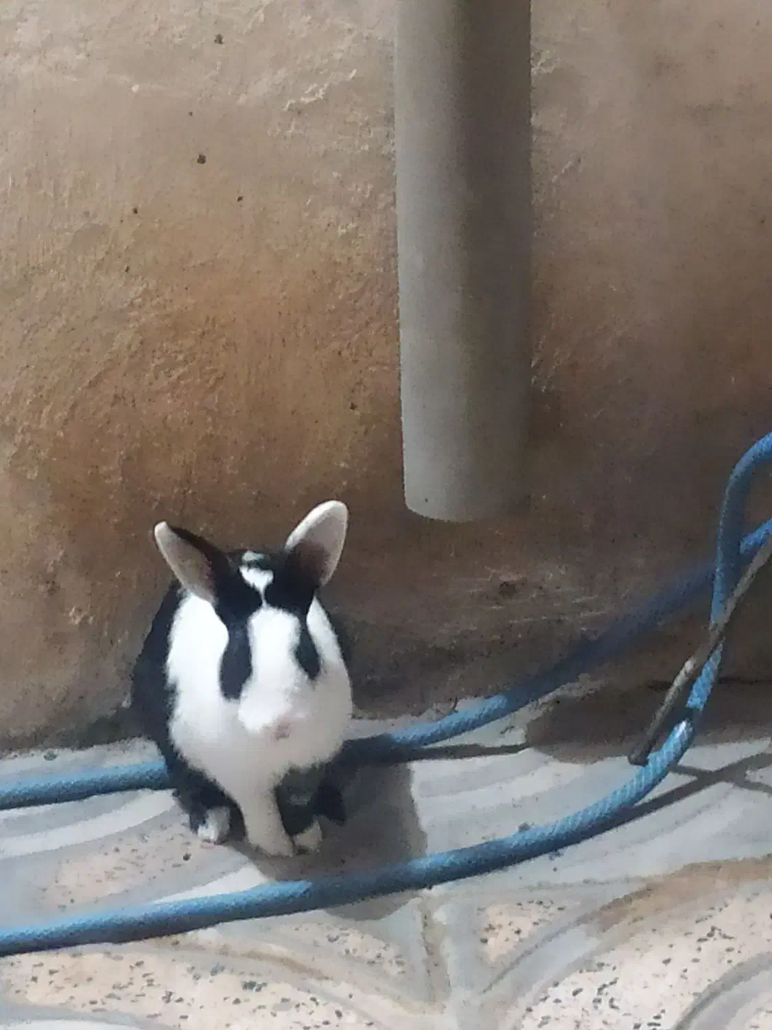 200|موش و خرگوش|دورود, |دیوار