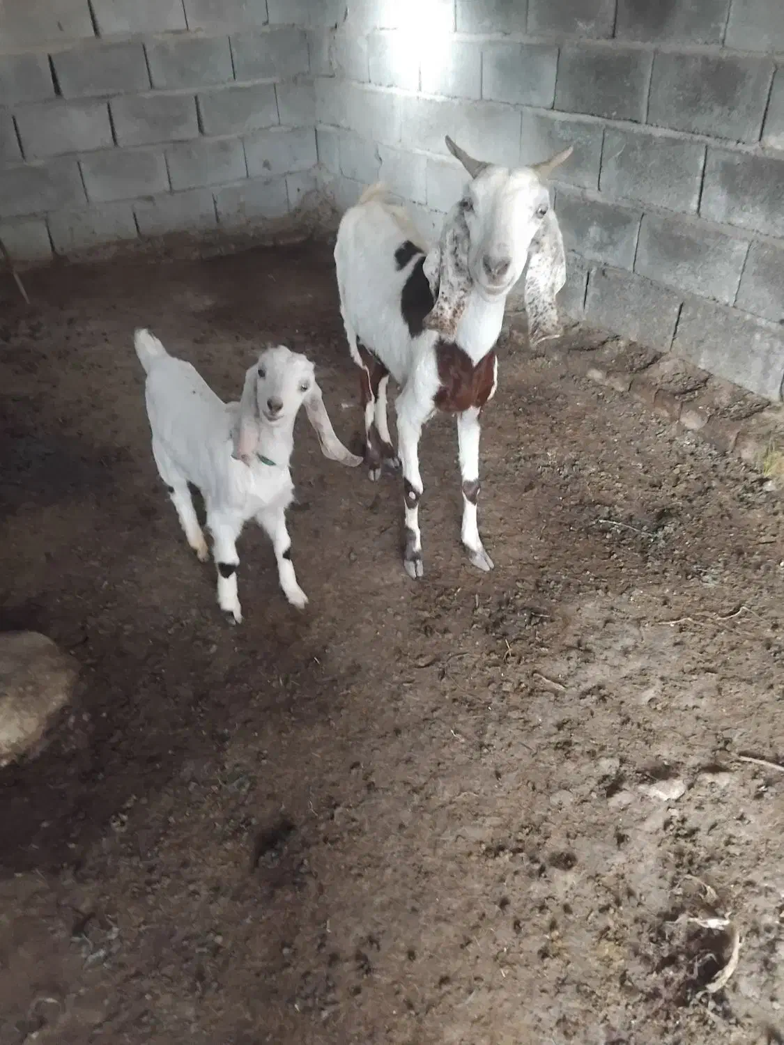 بز وکره|حیوانات مزرعه|جیرفت, |دیوار