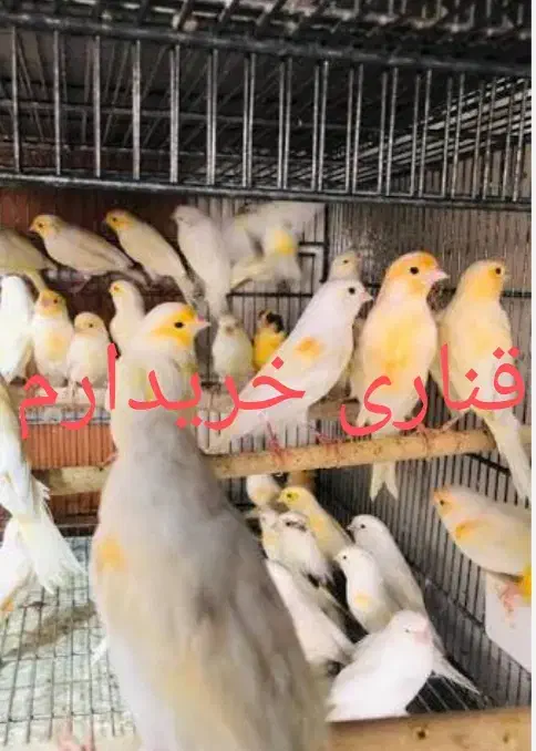 قناری ارزان قیمت عمده|پرنده|مراغه, |دیوار