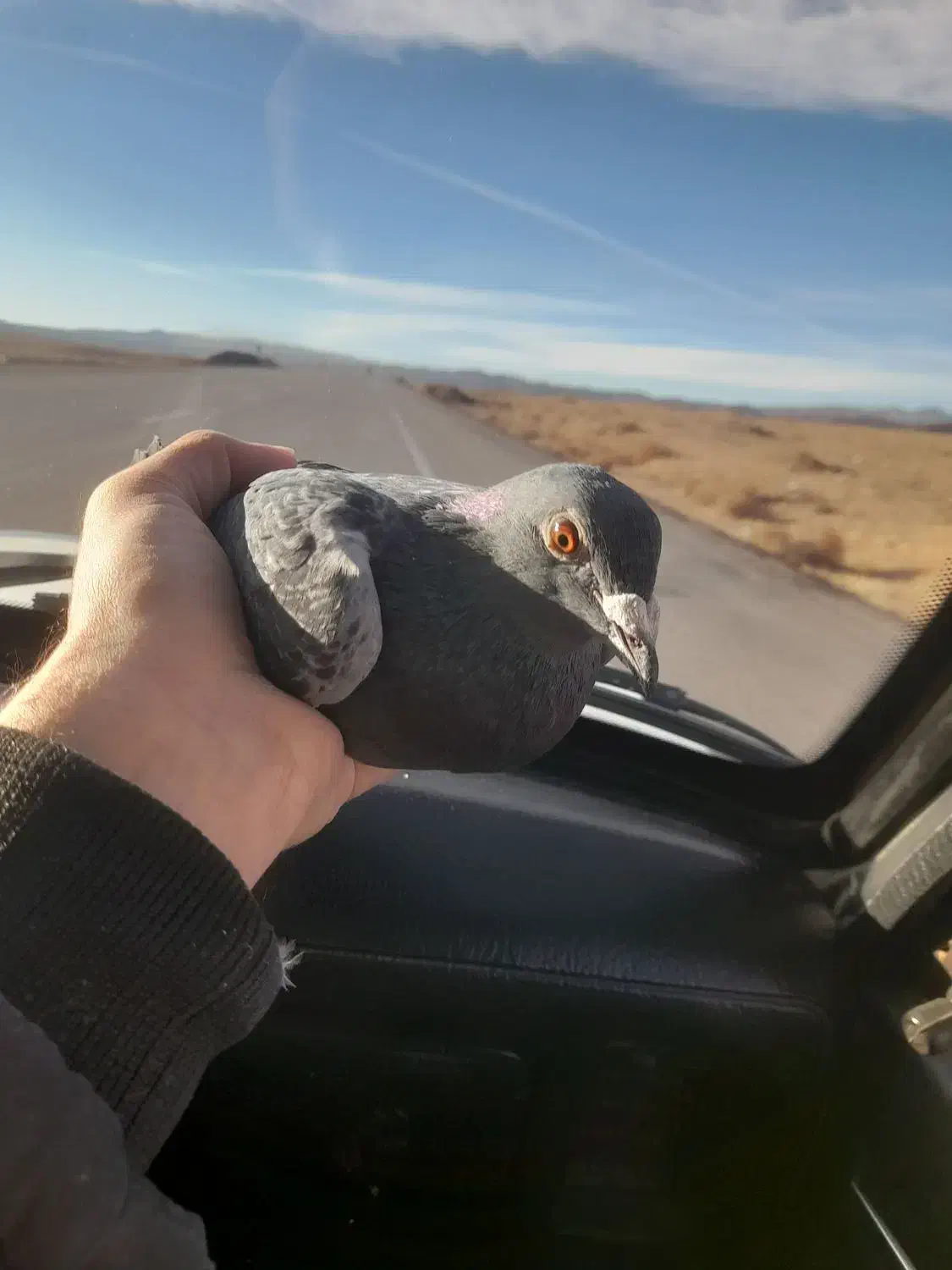 کبوتر پلاکی گرفتنی|حیوانات|بوئین زهرا, |دیوار