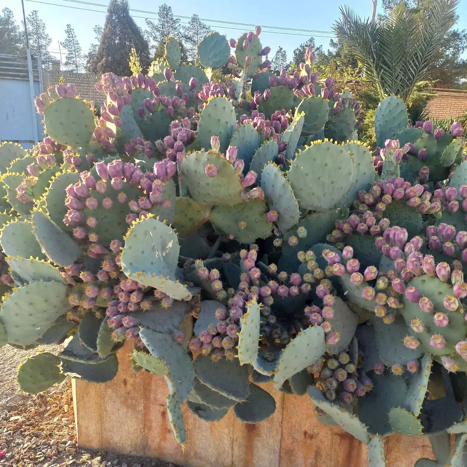 میوه‌ها کاکتوس|خدمات باغبانی و درختکاری|زیباشهر, |دیوار