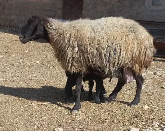 میش سه قلوزا|حیوانات مزرعه|شراء, |دیوار