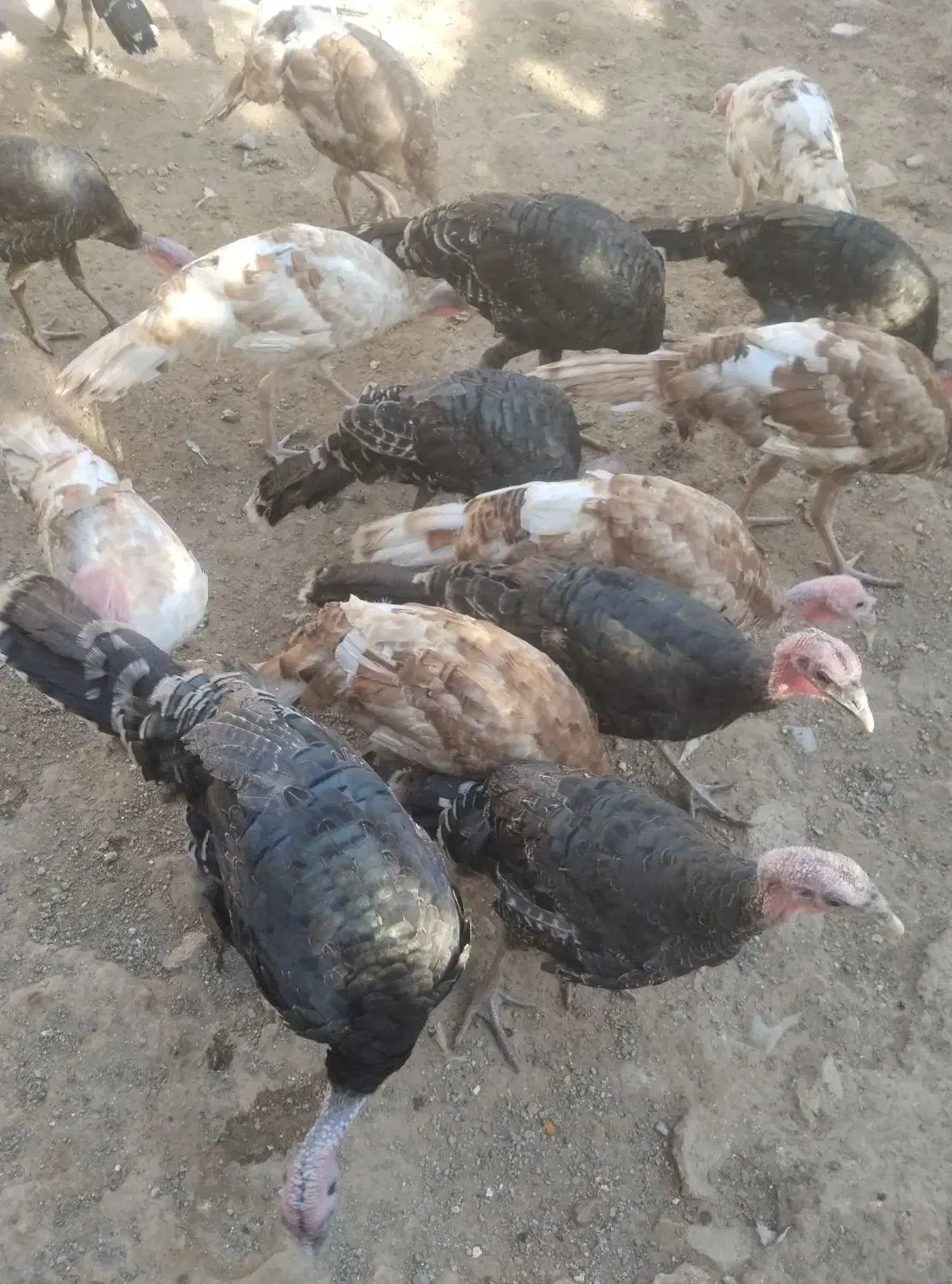 بوقلمون برنز|حیوانات مزرعه|پیشوا, |دیوار