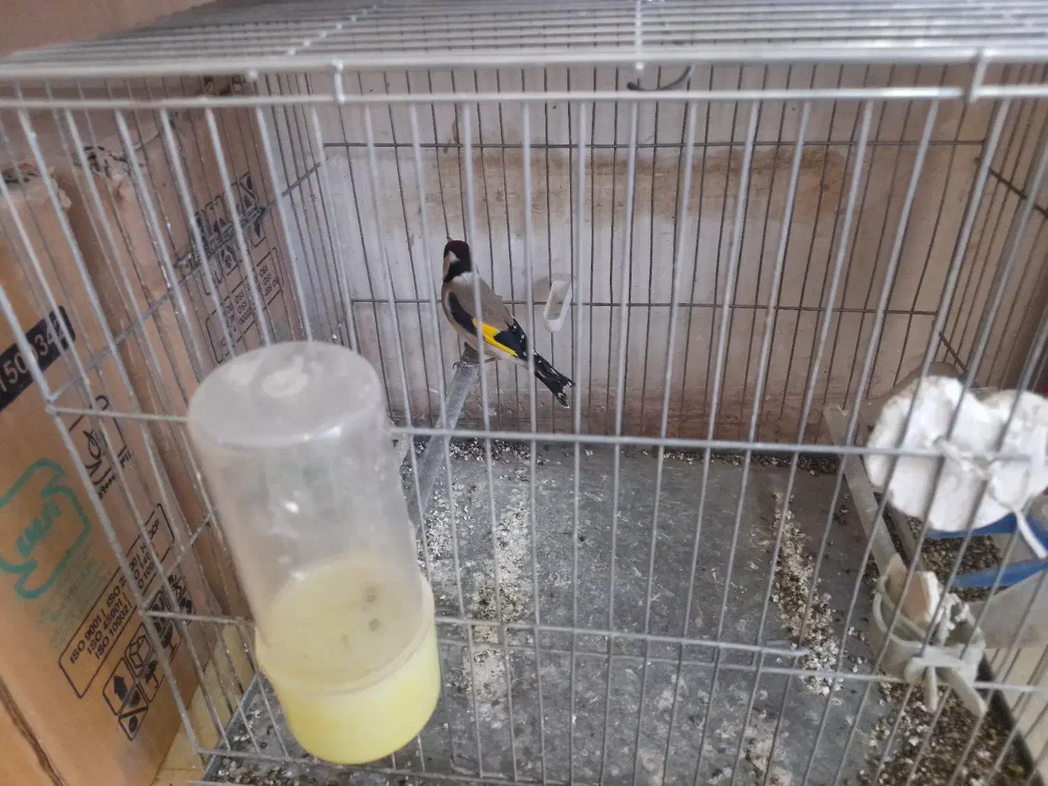 سهره|پرنده|کوهدشت, |دیوار