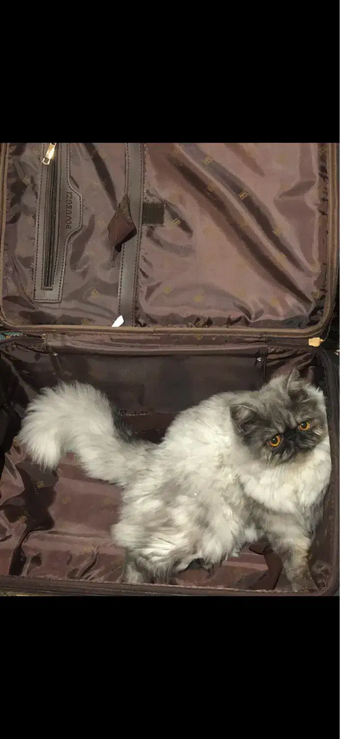 گربه پرشین سوپر فلت|گربه|یزد, |دیوار