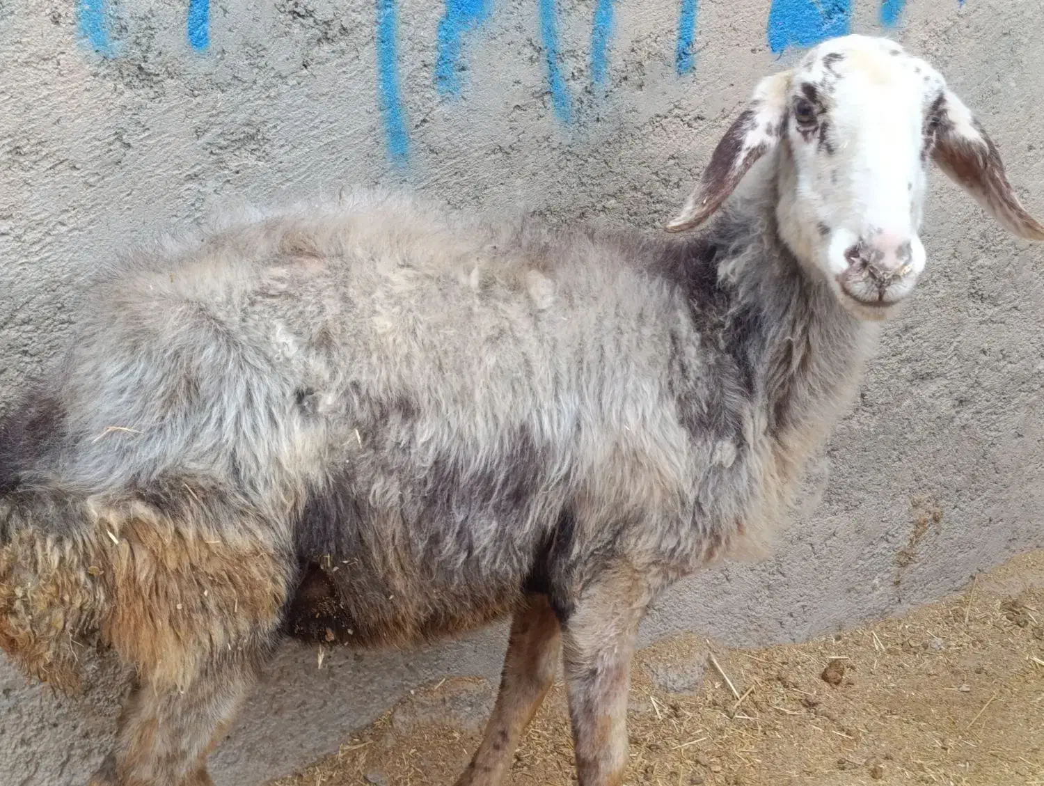 2راس گوسفند جوان گوشتی|حیوانات مزرعه|فردیس, سرحد آباد|دیوار