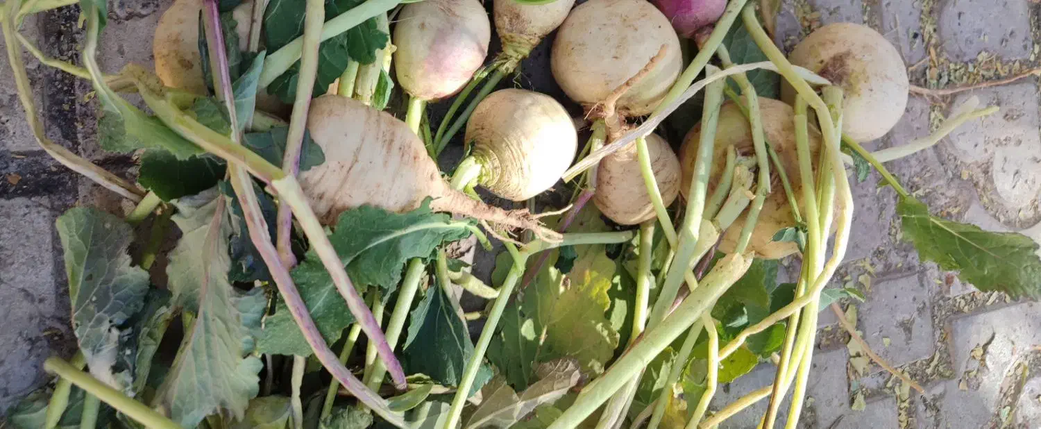 شلغم شیرین با طعم خبر دشتاب بافت|خوردنی و آشامیدنی|بافت, |دیوار