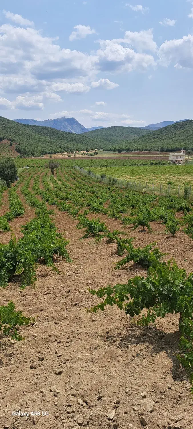 فروش باغ|فروش زمین و ملک کلنگی|مریوان, |دیوار