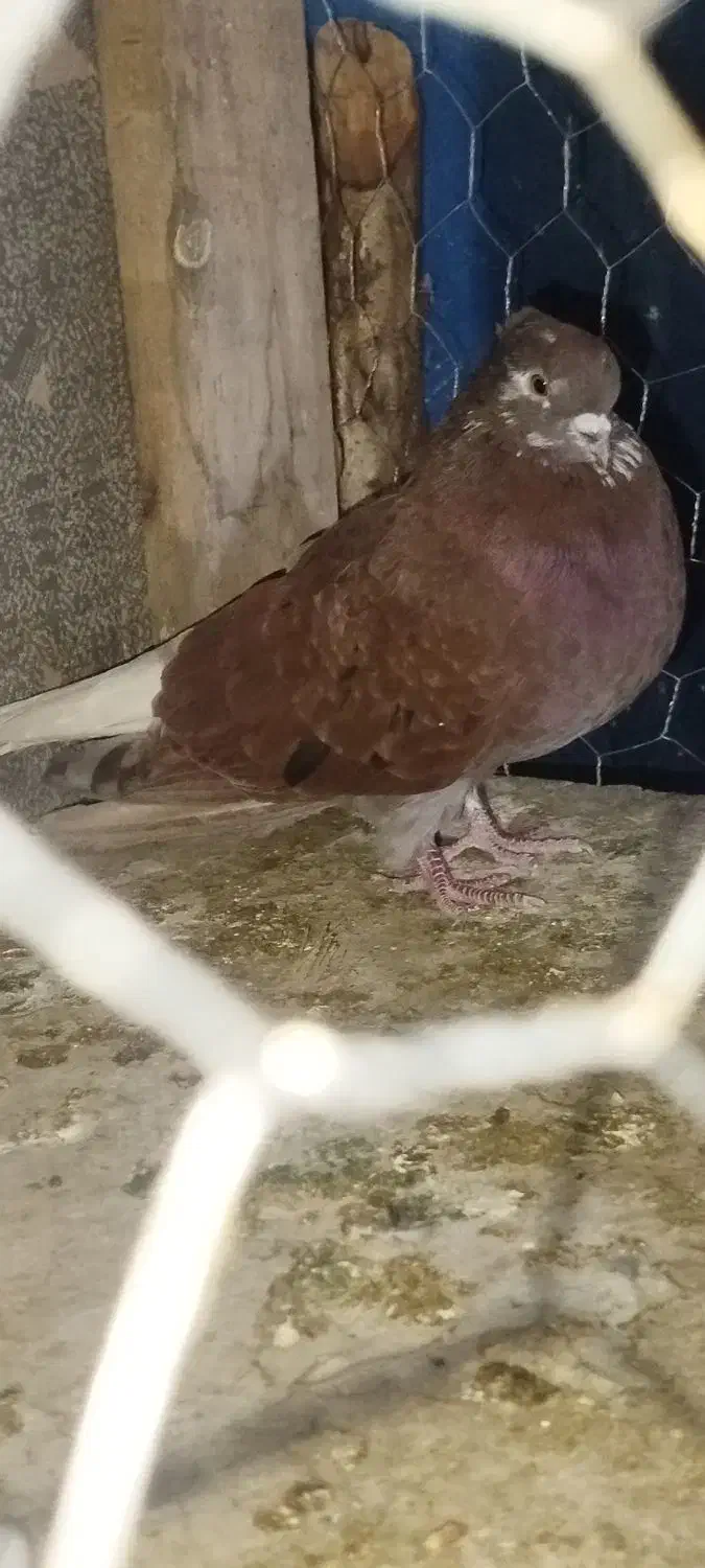 سرخ دم سفید کاکولی|پرنده|مینودشت, |دیوار